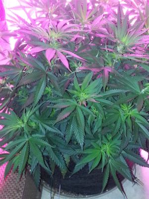 Jack Herer In Vegatative Growth By Duhlicious