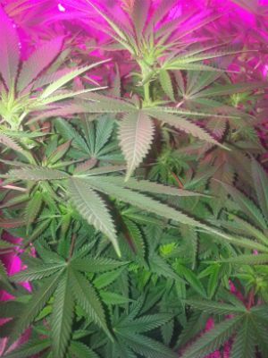 Jack Herer In Vegatative Growth By Duhlicious