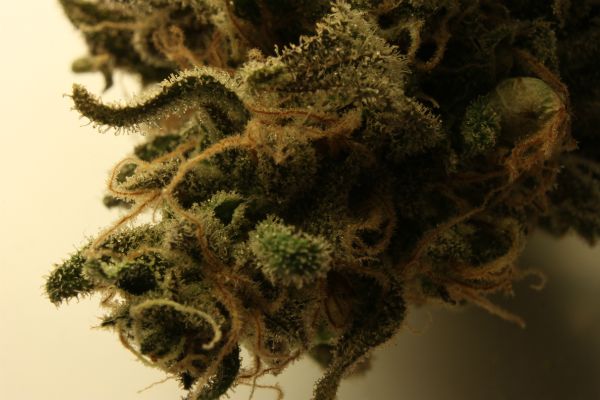 Jack Herer Bud By Duhlicious